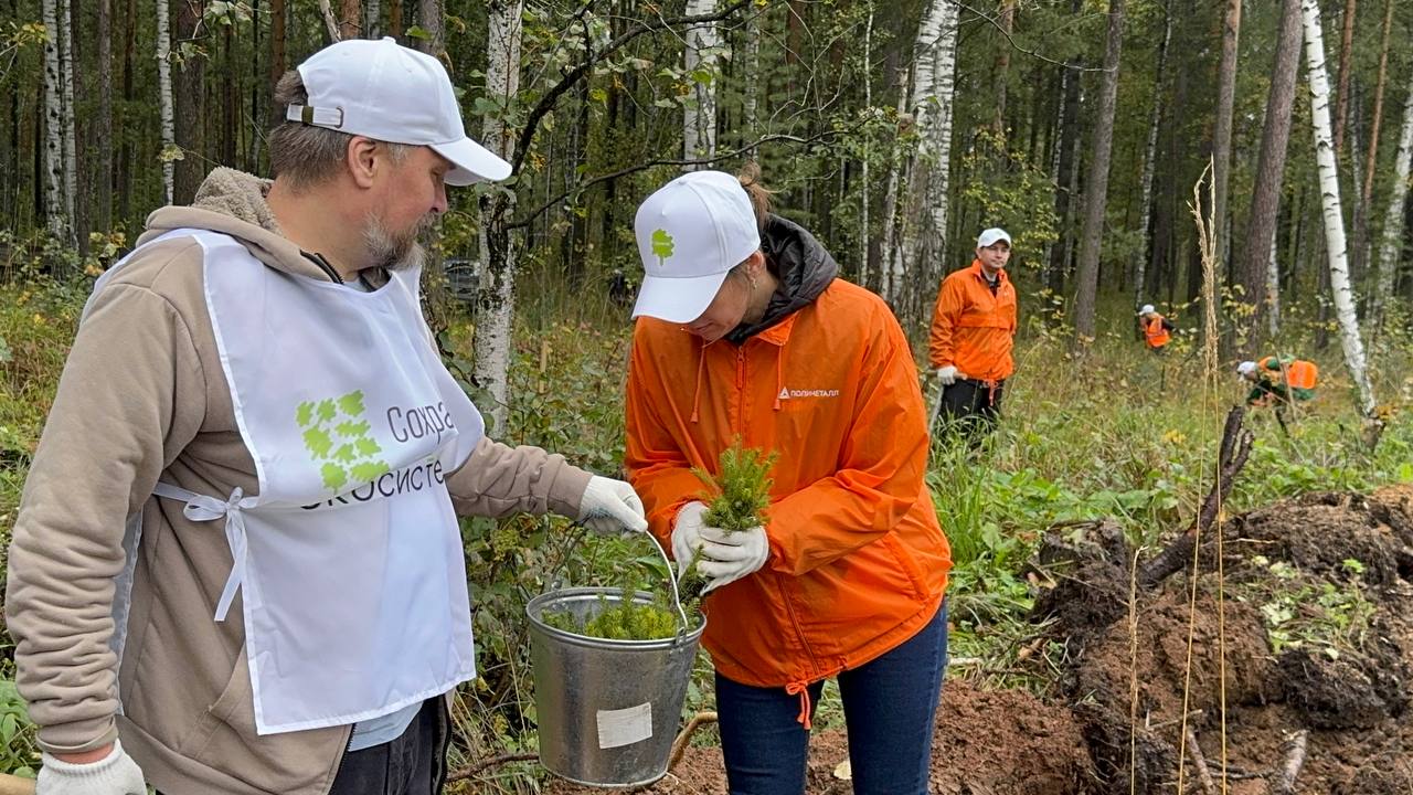 Участники акции «Сохраним лес» высадили 5,6 тысячи сеянцев хвойных деревьев в Свердловской области